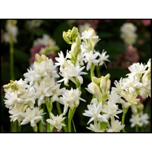 Tuberose Bulbs for Planting - 5 Organic Natural Flower Bulbs for Wedding Arrangements and Container Gardening