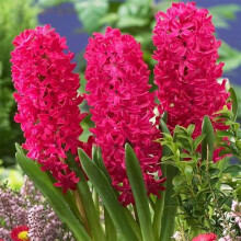 Hyacinth Bulbs UK - Hardy Perennial Plant Bulbs for Cut Flowers, Wedding Arrangements, Ornamental Gardens - 4 Bulbs