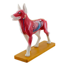Dog Acupuncture Model Veterinary Acupuncture Model Dog Canine