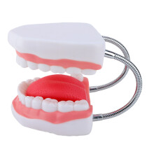 Enlarged Teeth Tongue Anatomy Model Human Teeth Model with