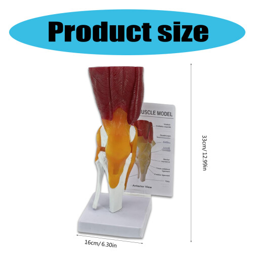 Human Knee Anatomy Model Human Knee Joint Model with Ligaments 2