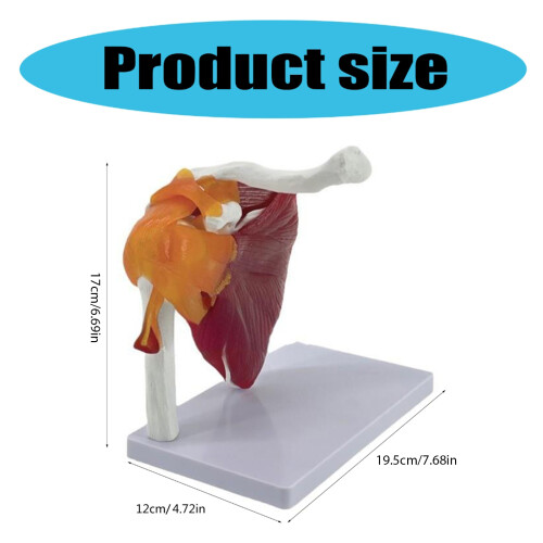 Complete Shoulder Musculature Medicine Training Aid Teaching 1