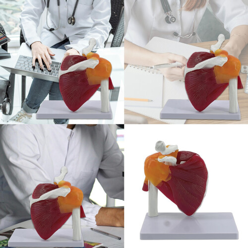 Complete Shoulder Musculature Medicine Training Aid Teaching 2