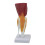 Human Knee Anatomy Model Human Knee Joint Model with Ligaments 4
