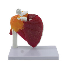Complete Shoulder Musculature Medicine Training Aid Teaching