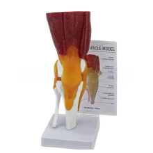 Human Knee Anatomy Model Human Knee Joint Model with Ligaments