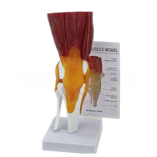 Human Knee Anatomy Model Human Knee Joint Model with Ligaments