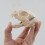 Cats Head Anatomy Model Realistic Cats Head Skeleton Model 7