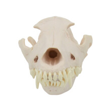 Dog Skull Anatomy Model Dog Head Skeleton Model Realistic