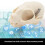 Cats Head Anatomy Model Realistic Cats Head Skeleton Model 4