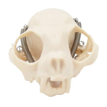 Cats Head Anatomy Model Realistic Cats Head Skeleton Model
