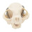 Cats Head Anatomy Model Realistic Cats Head Skeleton Model 1