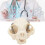 Cats Head Anatomy Model Realistic Cats Head Skeleton Model 2