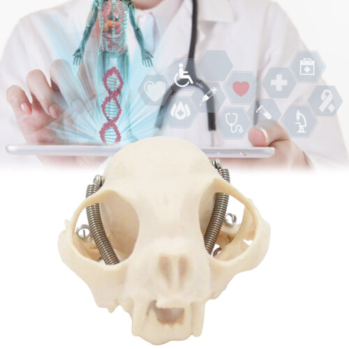 Cats Head Anatomy Model Realistic Cats Head Skeleton Model 1