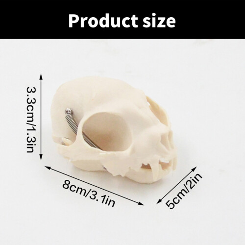 Cats Head Anatomy Model Realistic Cats Head Skeleton Model 2