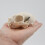Cats Head Anatomy Model Realistic Cats Head Skeleton Model 5