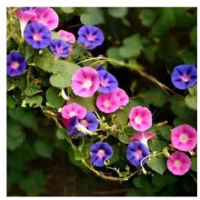 Petunia Seeds - 10 Different Semi-Hanging Mixed-Color Flower Seeds for Garden Planting - 10 Pcs Only Seeds