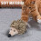Jouet interactif pour chat hérisson, 10  6,5  6,5 cm, 48 mAh 5