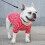 Camiseta para perro de algodón a rayas talla S transpirable 6
