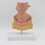 Human Rectum Model Pathologies of Rectum Model School Teaching 6