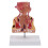 Human Rectum Model Pathologies of Rectum Model School Teaching 1