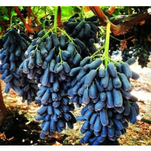 100 Pcs Black Grape Fruit Seeds - Non-GMO, Organic, Heirloom Quality, Ideal for Home Gardening and Planting