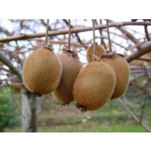 100 Kiwi Seeds Actinidia Chinensis Organic Fruit Seeds for Home Garden Planting - Non-GMO, High Germination Rate