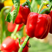 Sweet Pepper Seeds - 60 Large Thick Fruit Seeds with Free Plant Tag for Easy Gardening