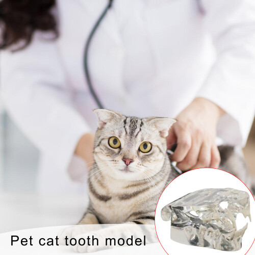 Cats Teeth Model Clear Animal Teeth Anatomy Models for 1