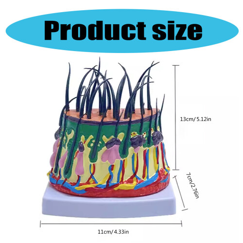 Human Scalp Model 50X Enlarged Scalp Structure Anatomical Model 2