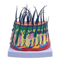 Human Scalp Model 50X Enlarged Scalp Structure Anatomical Model