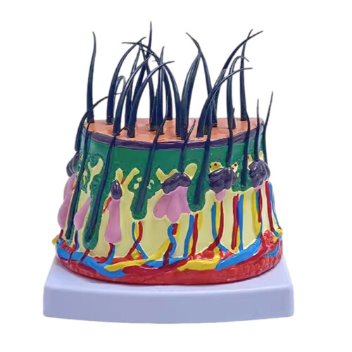 Human Scalp Model 50X Enlarged Scalp Structure Anatomical Model