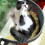 Cats Window Perch Pet Bed Dark Gray Suction Cup Mounted Hammock Space Saving Cat Sleeping Resting Bed for Indoor Use 4