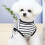 Gestreiftes Hundeshirt Schwarz XXL - 50.0g Polyester 6