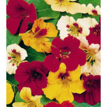 Nasturtium Tom Thumb - Compact Garden Charm
