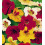 Nasturtium Tom Thumb - Compact Garden Charm 1