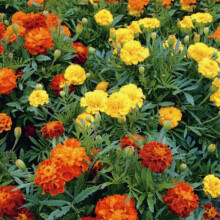 Marigold Petite Mixed – Compact Garden Charmer.