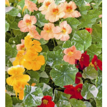 Nasturtium Alaska Mixed – Variegated Foliage & Edible Blooms