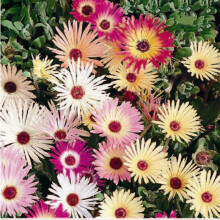 Mesembryanthemum (Livingstone Daisy).