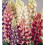 Lupin Russell Hybrids Seeds 1
