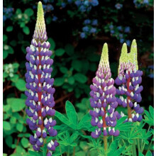 Blue Lupins Seeds – Stunning Perennial Garden Flowers