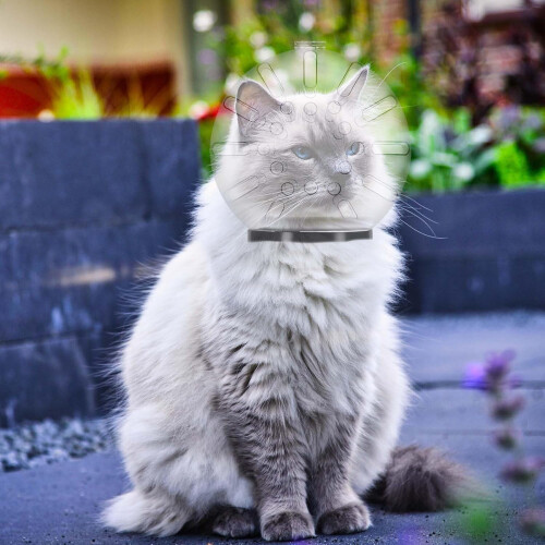 Cat Muzzle | Breathable Transparent Cat Muzzle with 46 Holes | Anti-Bite Protective Cover for Chewing and Licking 2