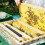Hives Reusable Clear Beehive Tools For Beekeeping Research Nest Tool Set 10/12 Pcs 2