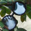 Ρυθμιζόμενα γυαλιά ηλίου 1-9 Gears Rounded Polarized Glasses 5