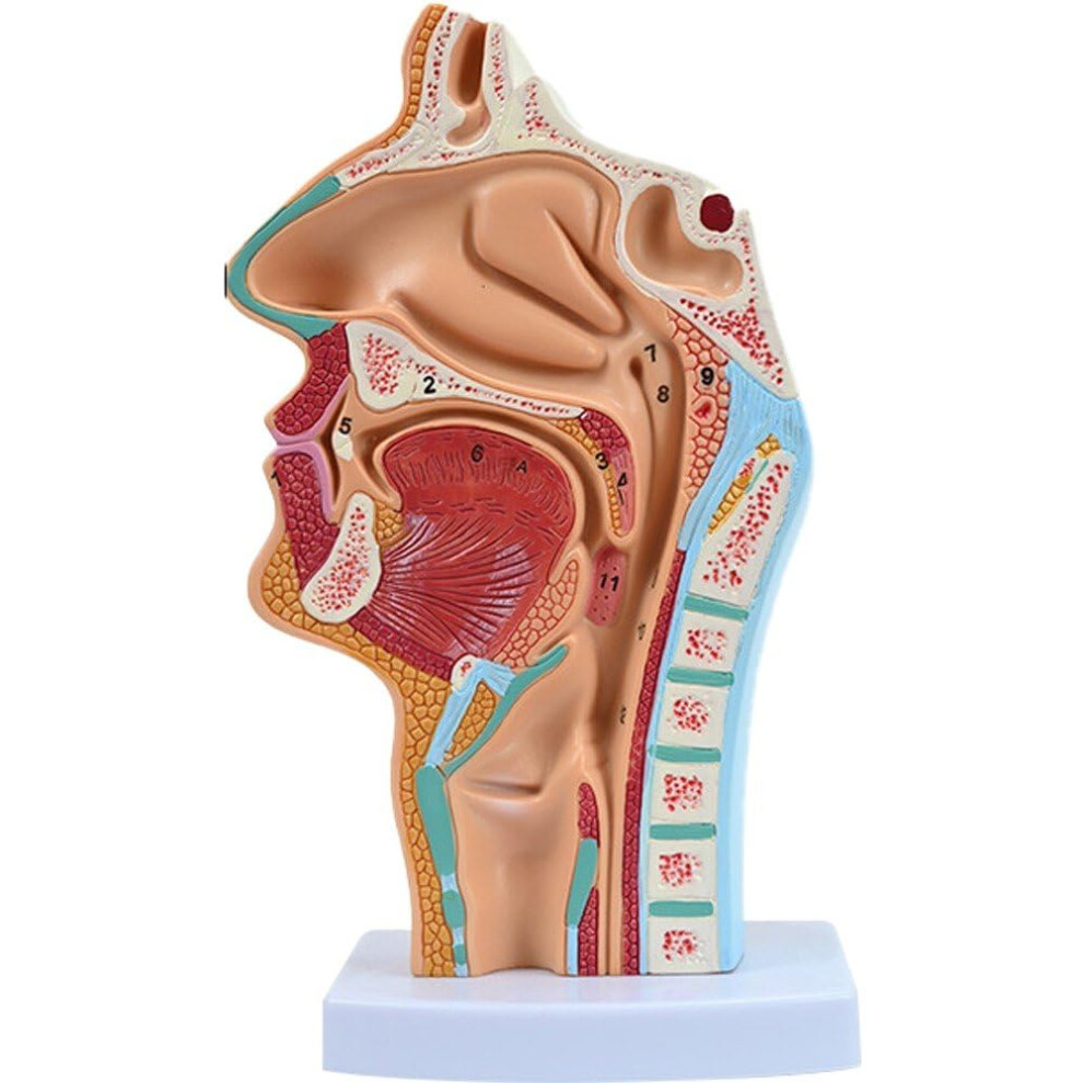 Human Nasal Cavity Throat Anatomy Model for Classroom Teaching, 3D Educational Display, Durable Plastic, 12 Inches