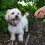 2-Teiliges Set Hundehalsband Einstellen Haustier 7