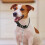 2-Teiliges Set Hundehalsband Einstellen Haustier 8