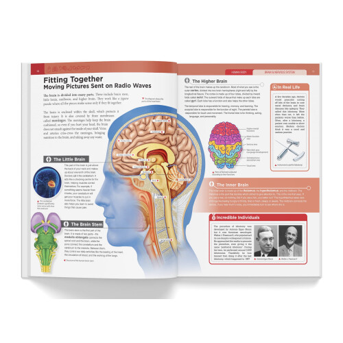 Knowledge Encyclopedia - Human Body (Knowledge Encyclopedia for Children) 2