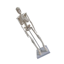 1 Maßstab Ideal Für Lehr Und Lernzwecke Der Anatomie