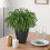 8PCS Christmas Norfolk Pine Branches,Artificial Faux Greenery Stem 6